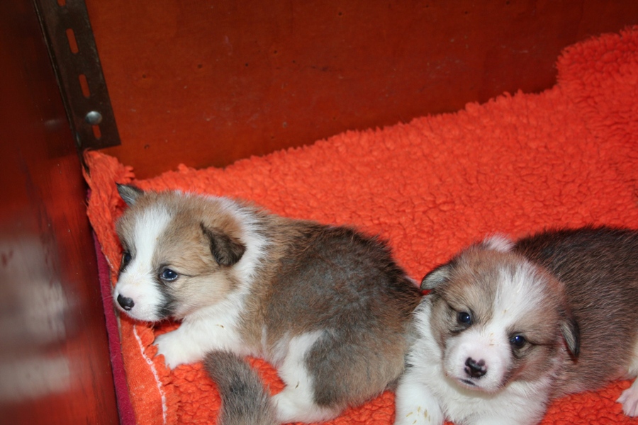 Puppies